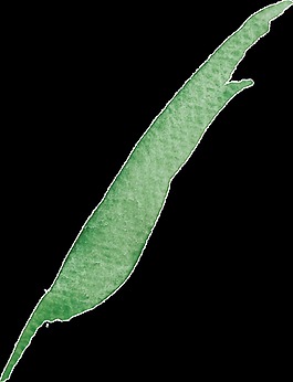 残缺枝叶卡通透明装饰素材