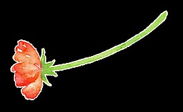 求婚鲜花卡通透明装饰素材