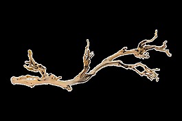 清新枝干卡通透明装饰素材