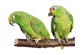 手绘绿色鹦鹉元素