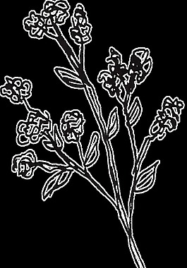黑白花叶卡通透明素材