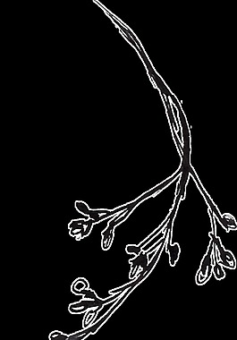 黑墨桃花卡通透明素材