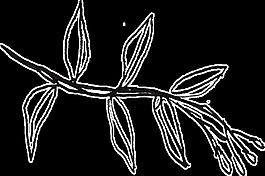 柳树叶卡通透明素材