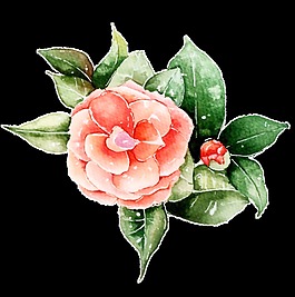 水彩花束图片 水彩花束素材 水彩花束模板免费下载 六图网