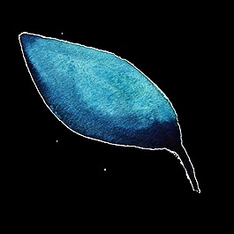 深色水彩树叶卡通水彩透明素材