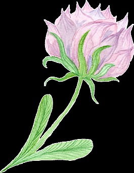 紫色优雅花卉卡通水彩透明素材