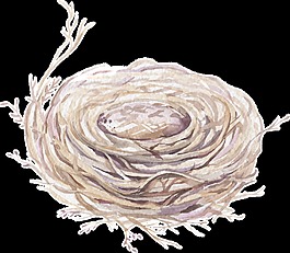 鸟窝卡通水彩透明素材