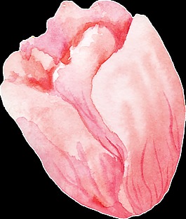 深粉花蕊卡通水彩透明素材