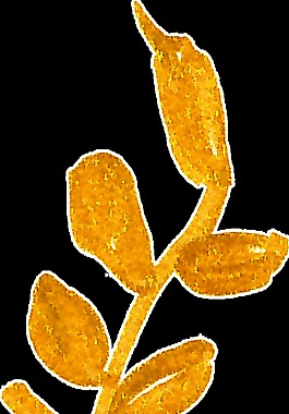 金色衍生植物卡通水彩透明素材