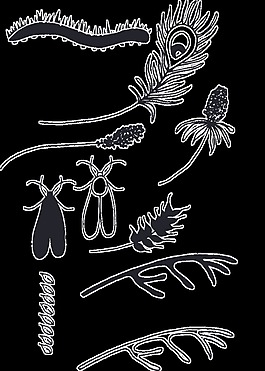 黑白标本卡通透明素材