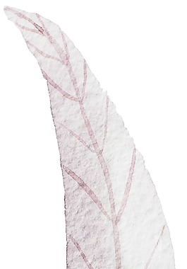 白色羽毛卡通透明素材