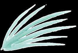 杂草卡通透明素材