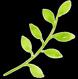 清新翠绿枝条透明素材