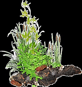 杂草丛生卡通透明素材