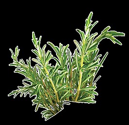 春季杂草透明素材