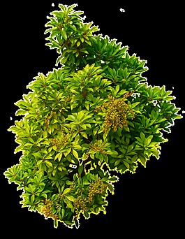 茂盛绿色树丛透明素材