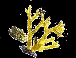 金色树枝与小鸟透明素材