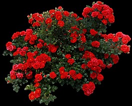 红色碎花透明素材