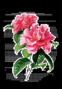 粉色精致花朵透明素材