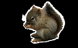 小松鼠透明素材