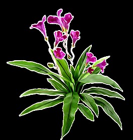 紫色牵牛花透明素材