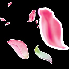 唯美飘落粉色花瓣透明素材