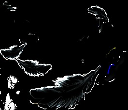 黑色羽毛卡通透明素材