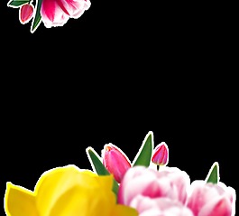 粉色美丽花卉透明素材