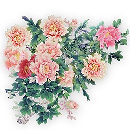 水彩牡丹花png元素