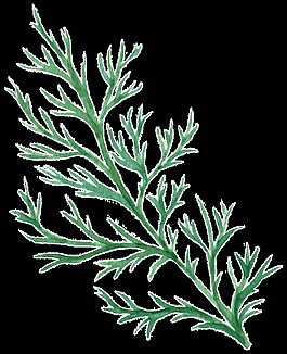 水中枝叶透明装饰素材