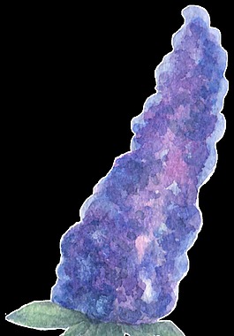 水分葡萄透明装饰素材