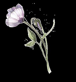 碗状花瓣透明装饰素材
