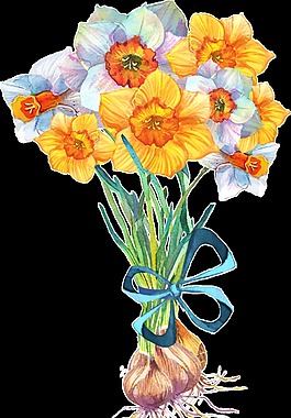 翠黄花从透明装饰素材