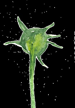 无花花枝透明装饰素材