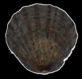 炭烧贝壳透明装饰素材