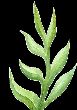 海神花叶透明装饰素材