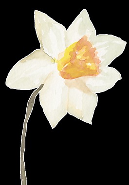 白色透明花瓣图片 白色透明花瓣素材 白色透明花瓣模板免费下载 六图网