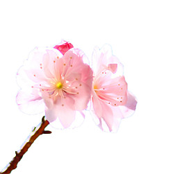 清新风格黄色花蕊樱花装饰元素