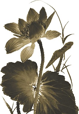 简约手绘荷花荷叶png元素