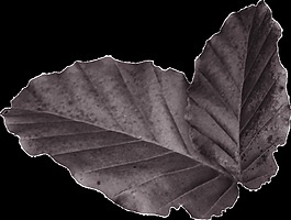 两片灰色的叶子png透明素材