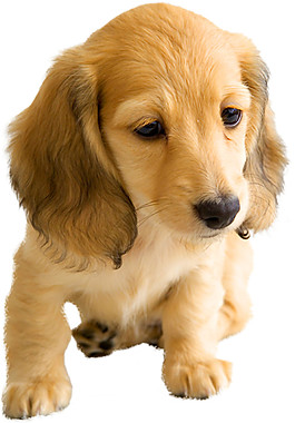 忧郁眼睛小黄狗产品实物