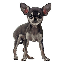 可爱大耳朵宠物狗产品实物