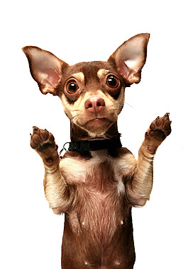 呆萌可爱大眼睛大耳朵宠物狗产品实物