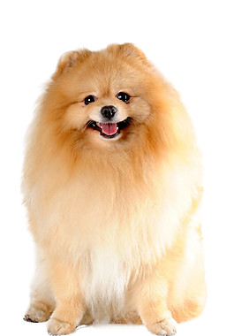 软萌可爱蝴蝶犬产品实物