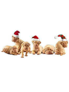 呆萌浅色小奶狗产品实物