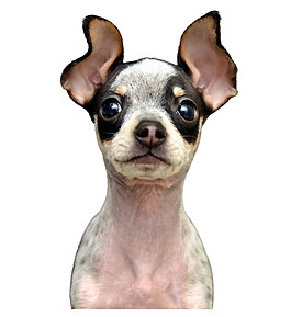 呆萌可爱大耳朵小型犬产品实物