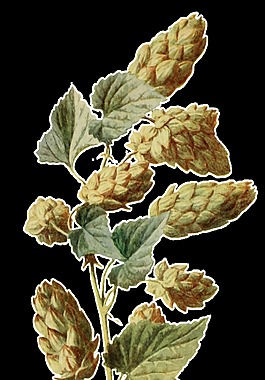 手绘一株美丽花枝透明装饰素材