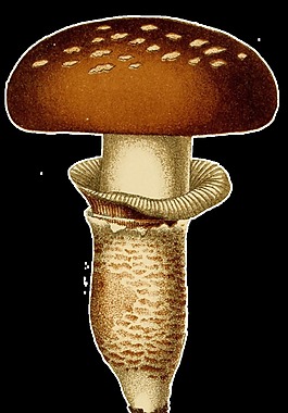 棕色蘑菇简笔画图片