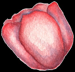 简笔手绘花朵花苞水彩透明素材