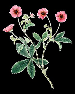 手绘植物花朵花枝鲜花透明素材